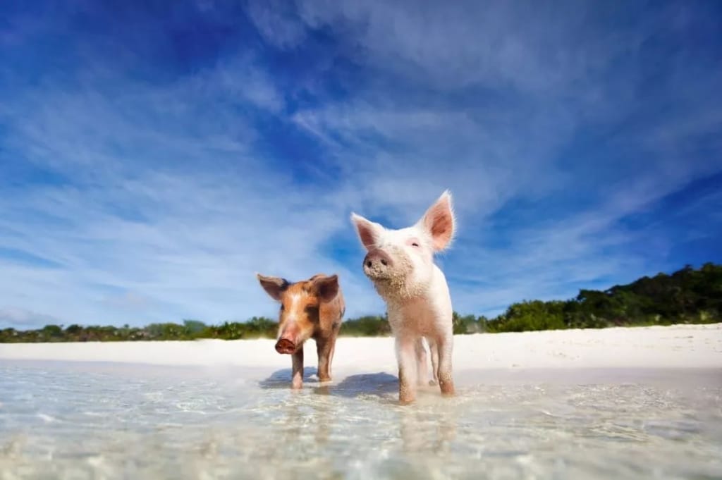 Bahamas Excursions