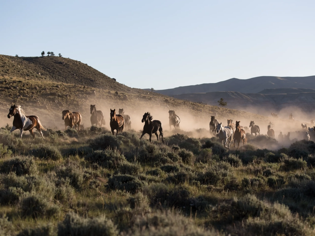 Wild horses gallop across a dusty sagebrush landscape, evoking the rugged beauty of romantic getaways in the American West.