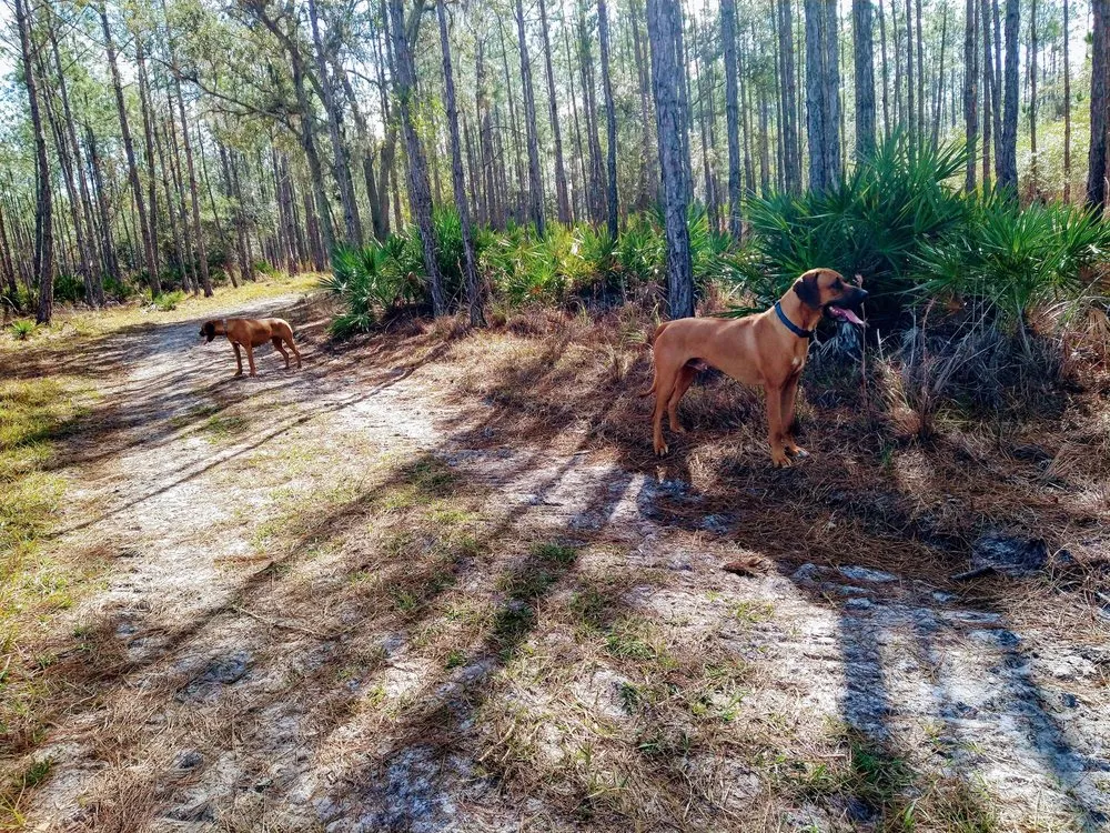 Little Manatee River Dogs