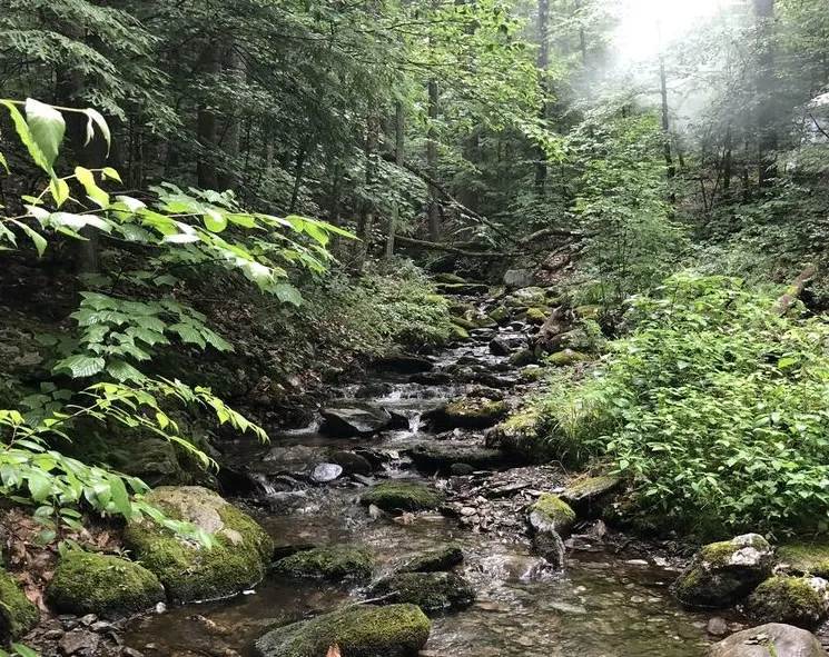 Pittsfield State Forest