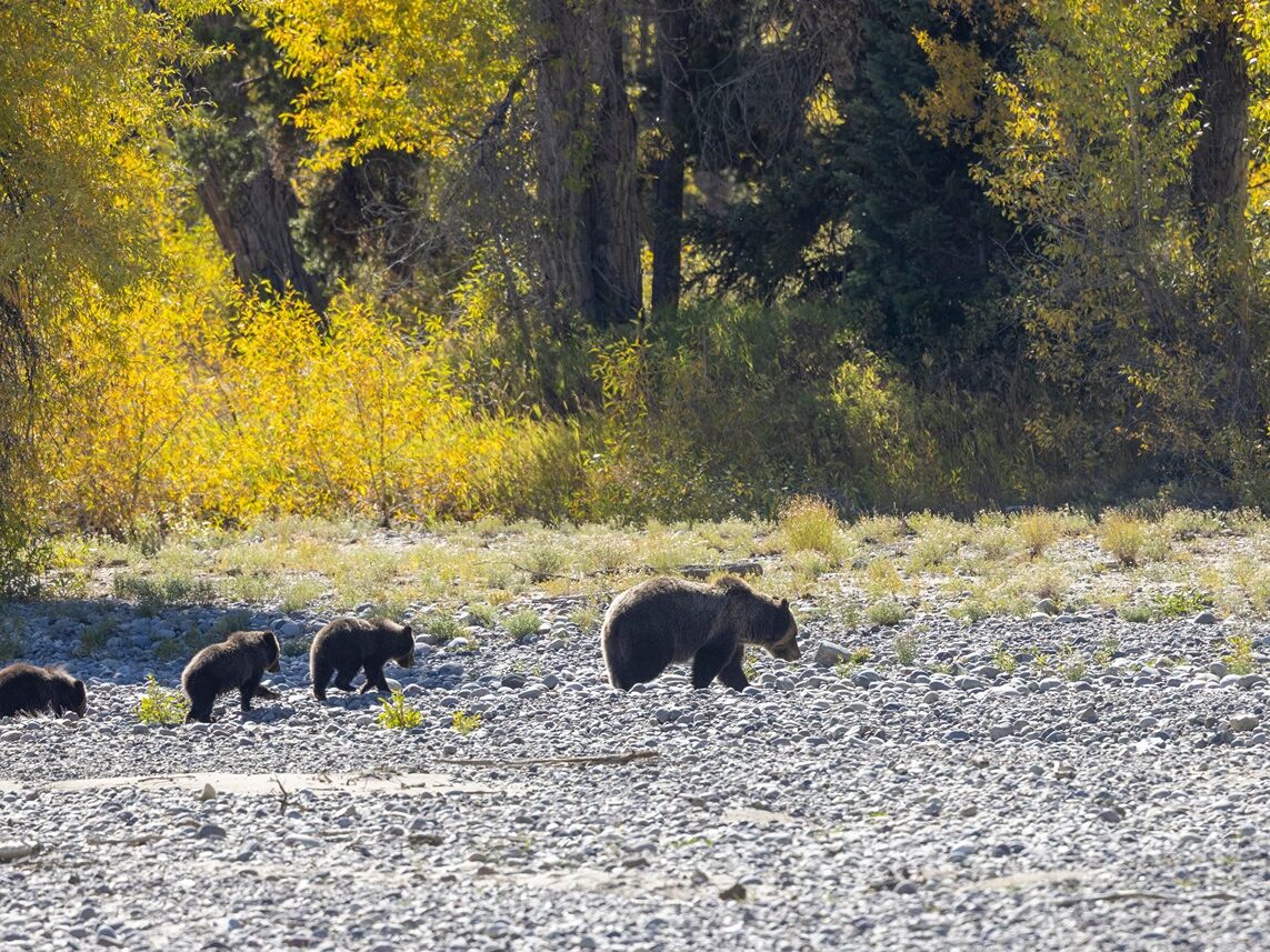 Bears in Grand Teton, one of the best national parks in the USA