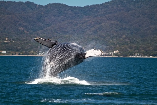 Whale Watching During Stay at Timeshare Resorts in Nuevo Vallarta