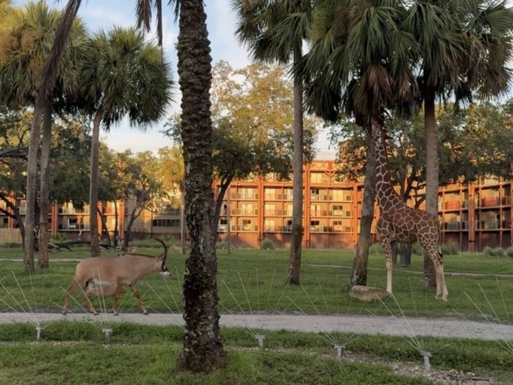 DVC Resorts Ranked: Animal Kindgom Lodge Animals