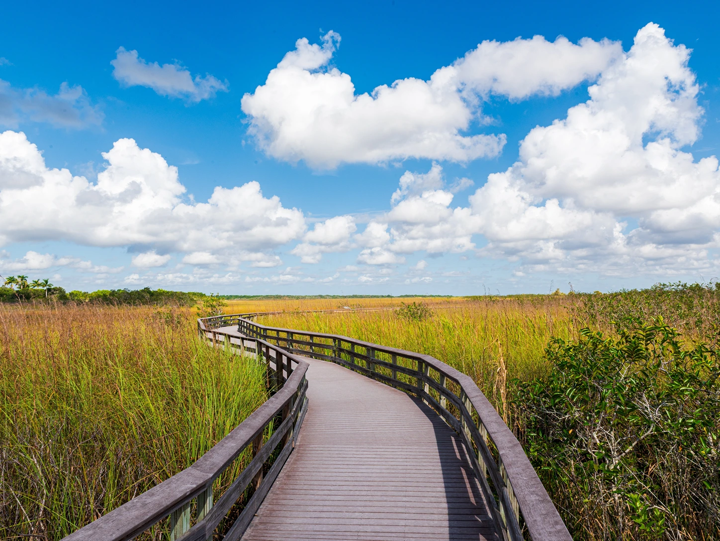 Wooden boardwalk through sawgrass in the Everglades, one of the best national parks in the USA