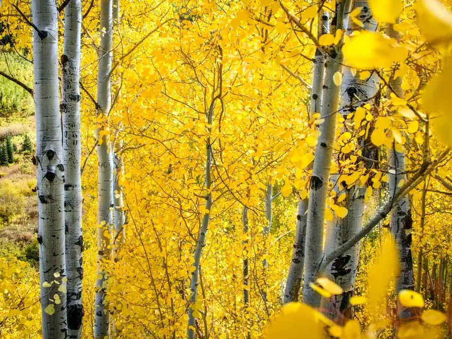 Best Places to Go for Fall- Autumn in Aspen