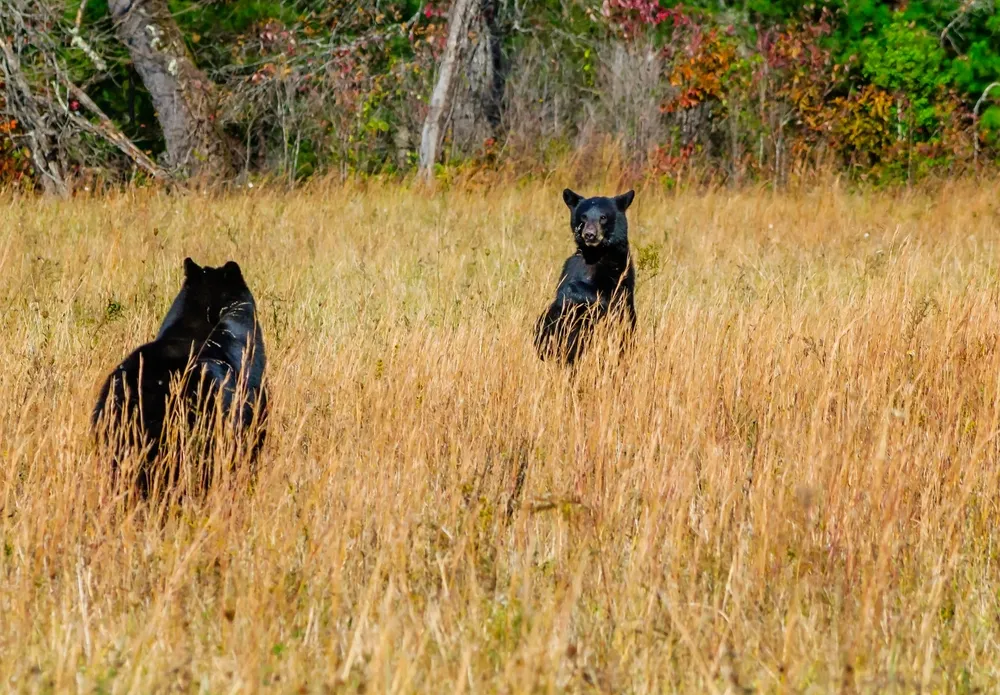 Best Places to Go for Fall: Smoky Mountain Bears