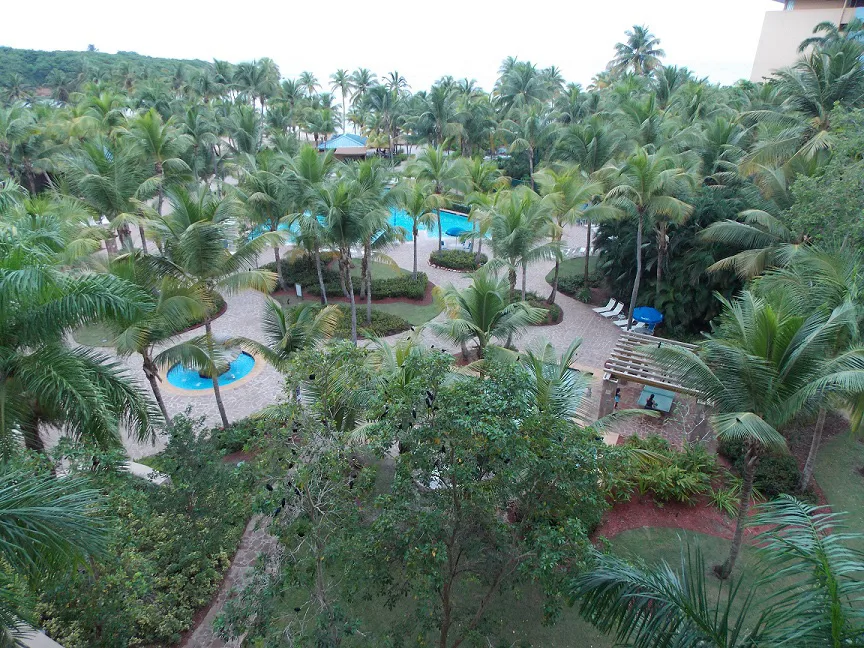 Aerial view of a palm-lined pool with blue umbrellas at an RCI resort in Puerto Rico.