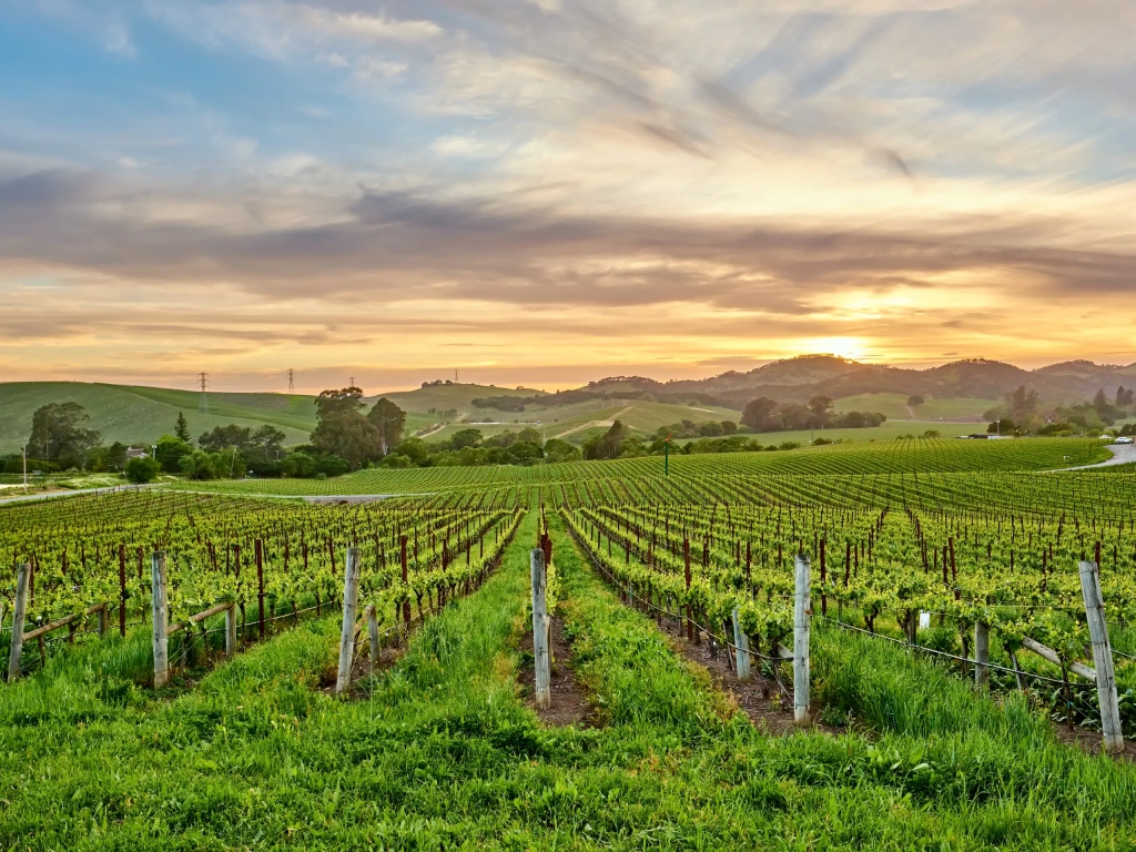 Rows of grapevines at a Romantic Getaways vineyard stretch beneath a golden sunset sky with rolling green hills beyond.