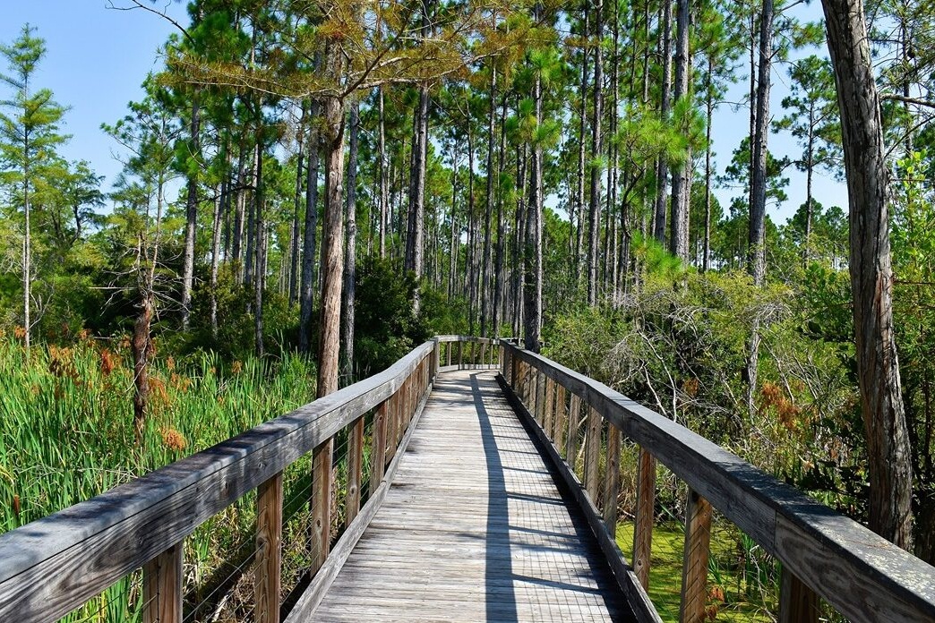 Wood Way Bridge in Mangroves in Panama City Beach
