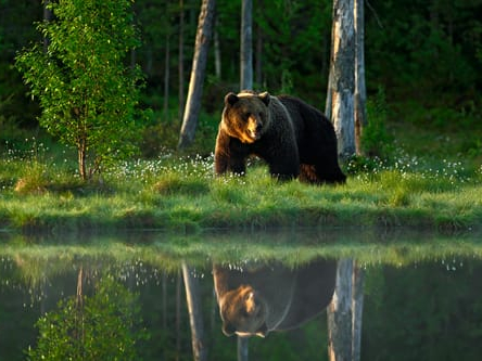 big bear timeshare