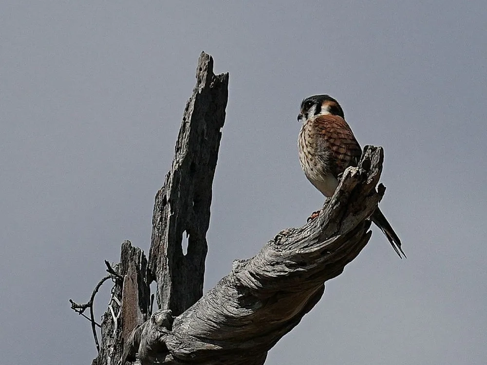 Bok Tower Gardens Kestrel