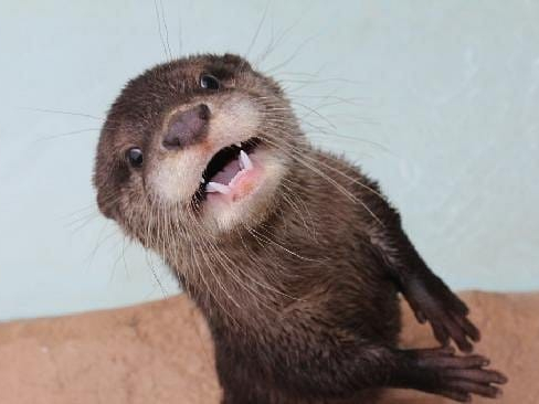 Gulfarium Otter