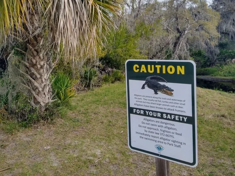 Hiking in Florida: Little Manatee River Alligator Safety