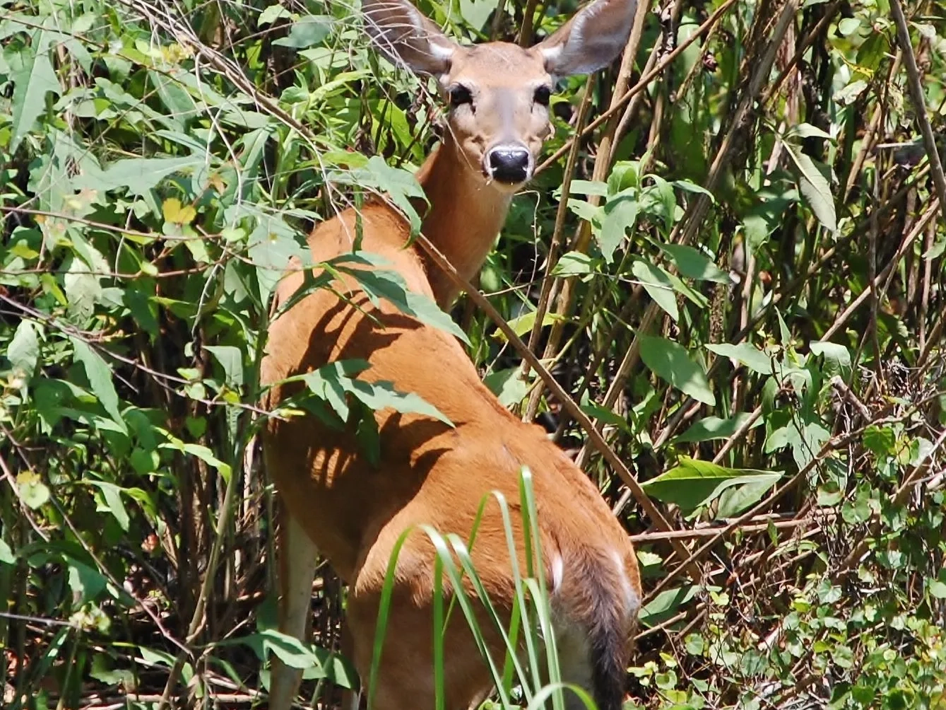 Ocala Deer