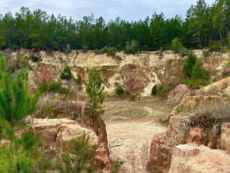 Ocala National Forest