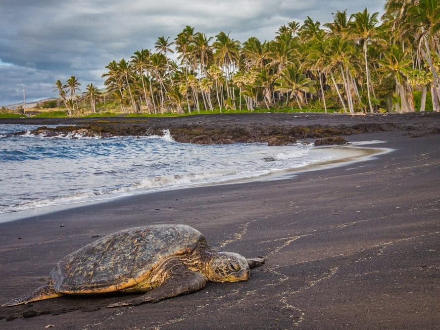 Punalu'u black sand beach near Sea Mountain