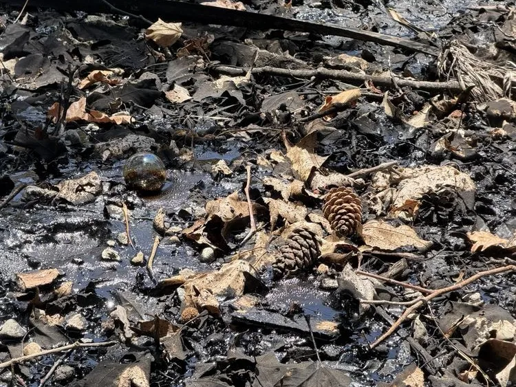 Pine cone, acorns, and a glass marble rest among wet leaves and dark tar seeps on a forest floor.