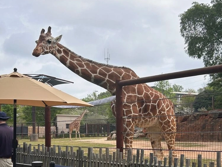 Zoo Atlanta Giraffes
