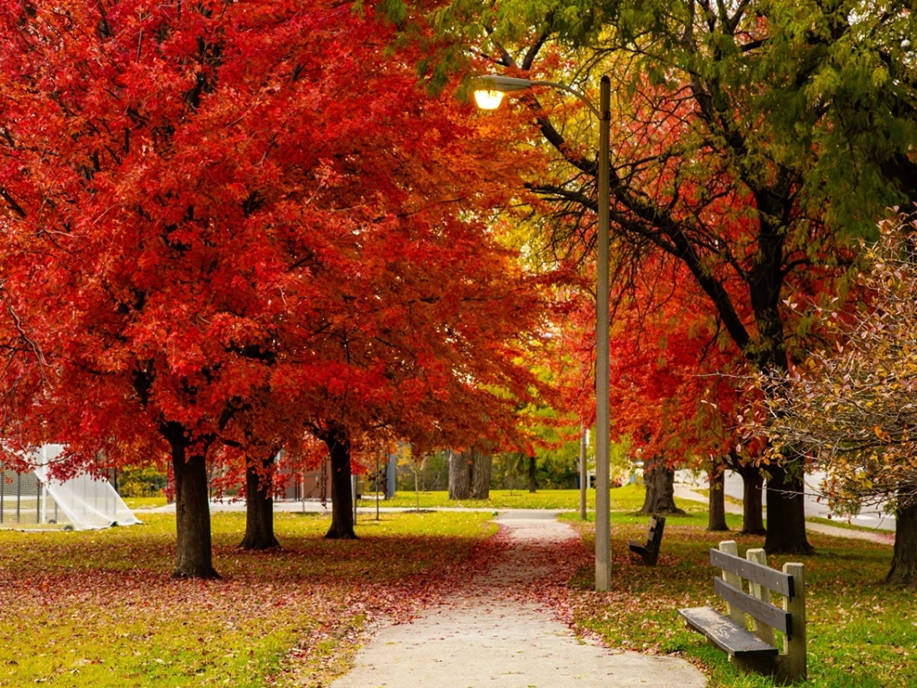 Thanksgiving Vacation Ideas: Chicago Fall Foliage