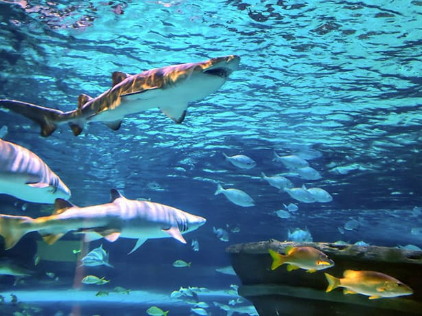 Ripley's Aquarium near the Holiday Inn Oceanfront
